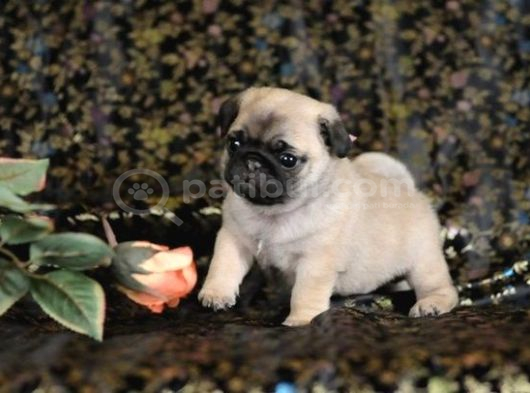 Sevi̇mli̇ Pug Mops Yavrular görsel
