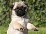 Pug Mops Yavrular Ev Üreti̇mi̇