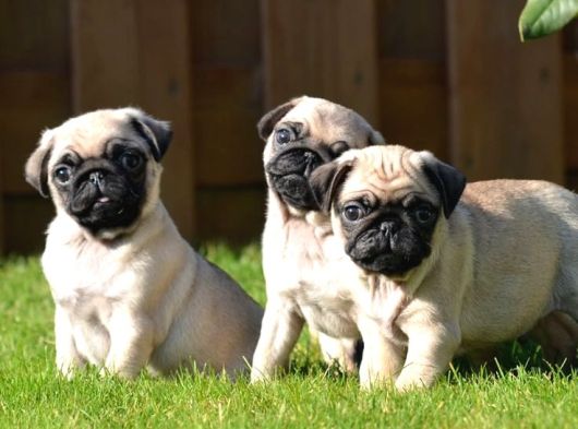 Pug Mops Yavrular Ev Üreti̇mi̇ görsel