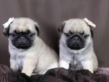 Pug Mops Yavrular Ev Üreti̇mi̇