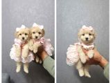 Kahve Tonlu Malti̇poo Ci̇nsi̇ Yavrular