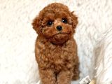 Toy Poodle Sevi̇mli̇ Yavrular Ev Üreti̇mi̇