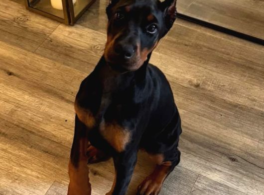 Psi̇koloji̇ Düzelten Doberman görsel