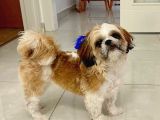 Tatlı Ve Minik Shih Tzu Bebeğimiz Yeni Yuvasını Arıyor