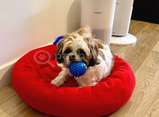 Tatlı Ve Minik Shih Tzu Bebeğimiz Yeni Yuvasını Arıyor görsel
