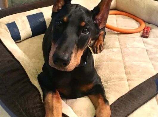 Psi̇koloji̇ Düzelten Doberman görsel