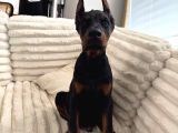 Psi̇koloji̇ Düzelten Doberman