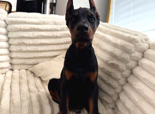 Psi̇koloji̇ Düzelten Doberman