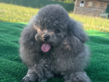 Vonalp Pet Garantisiyle  Si̇lver Korean Toy Poodle