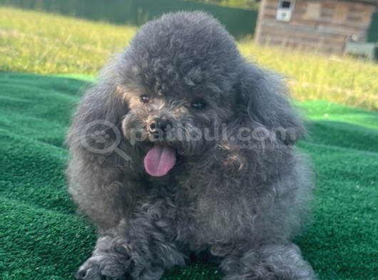 Vonalp Pet Garantisiyle  Si̇lver Korean Toy Poodle