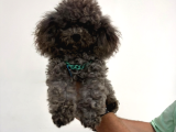 Vonalp Pet Garantisiyle  Si̇lver Korean Toy Poodle