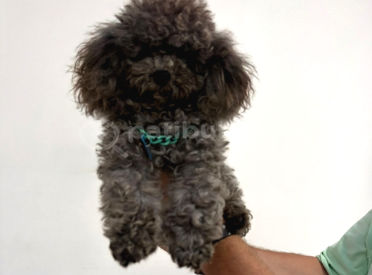 Vonalp Pet Garantisiyle  Si̇lver Korean Toy Poodle görsel