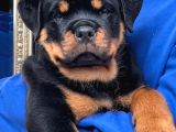 A Kali̇te Koca Kafa Rottweiler Yavrularimiz