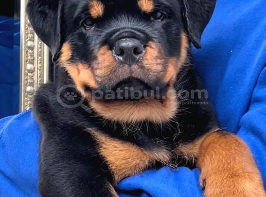 A Kali̇te Koca Kafa Rottweiler Yavrularimiz