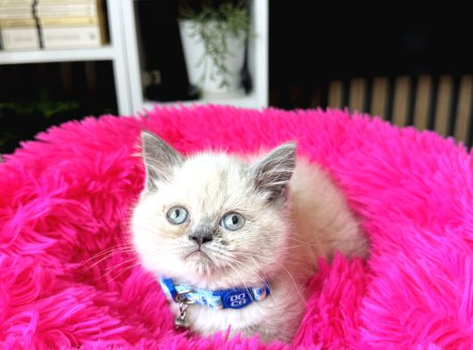 Exotic Shorthair Bluepoint Bebekler görsel