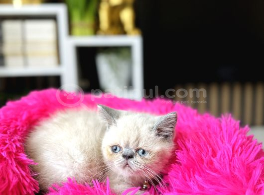 Exotic Shorthair Bluepoint Bebekler görsel
