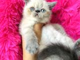 Exotic Shorthair Bluepoint Bebekler
