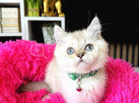 British shorthair silver point