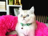 British Shorthair Silver Point
