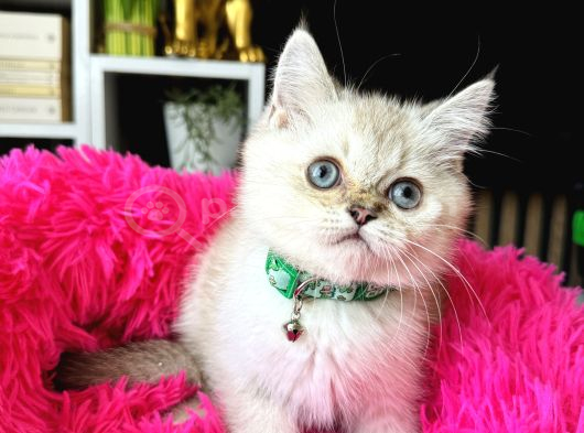 British Shorthair Silver Point görsel
