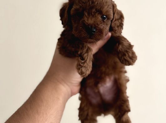 Toy Poodle Orjinal Yavrularımız Teacup Sıfır Boy