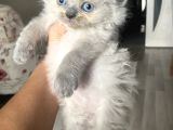 Izmir Chincilla Yavrular