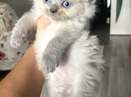 Izmir Chincilla Yavrular görsel