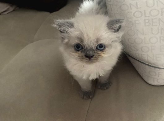 Izmir Chincilla Yavrular görsel