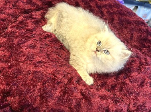 Olağanüstü Güzellikte British Longhair Yavrumuz