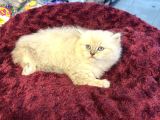 Olağanüstü Güzellikte British Longhair Yavrumuz