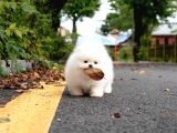 Pomeranian Boo En Mini Boy Yavrularımız