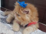 İran Exotic Long Hair Bebekler Gebze