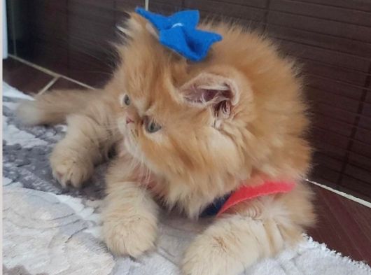 İran Exotic Long Hair Bebekler Gebze görsel