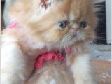 İran Exotic Long Hair Bebekler Gebze