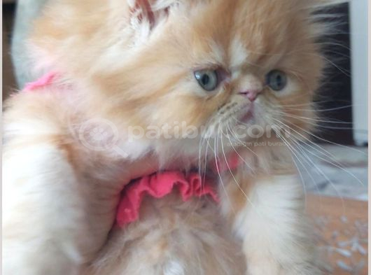 İran Exotic Long Hair Bebekler Gebze görsel