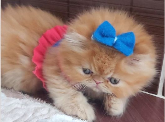 İran Exotic Long Hair Bebekler Gebze