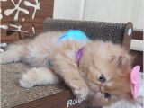 İran Exotic Long Hair Bebekler Gebze