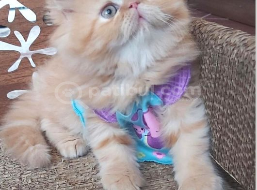 İran Exotic Long Hair Bebekler Gebze görsel