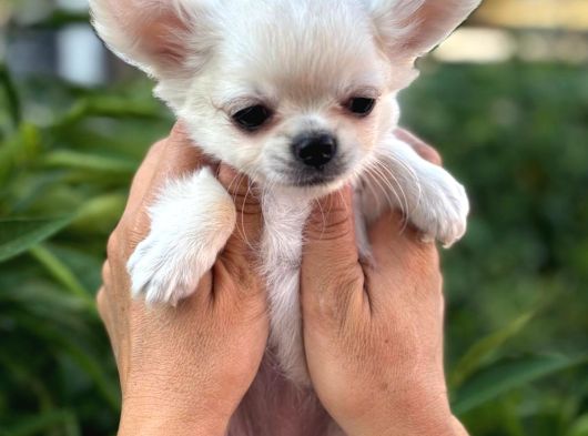 Sahiplenmeye Hazır Uzun Beyaz Tüy Chihuahualar görsel