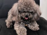 Vonalp Pet Garantisiyle  Si̇lver Korean Toy Poodle