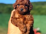 Toy Poodle Yavrular Miss Gibi