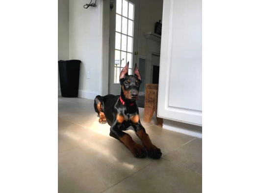 Psi̇koloji̇ Düzelten Doberman görsel