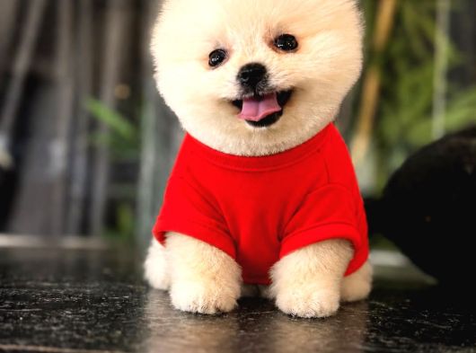 Ayı Surat Pomeranian Boo Yavrularımız Mağazamızdan Sizlerle görsel