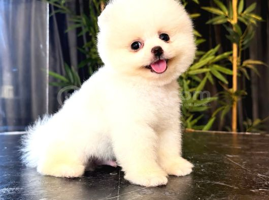 Ayı Surat Pomeranian Boo Yavrularımız Mağazamızdan Sizlerle görsel