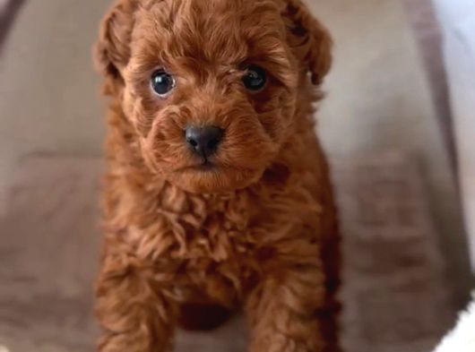Zi̇yarete Açik Erkek Di̇şi̇ Poodle Bebekler