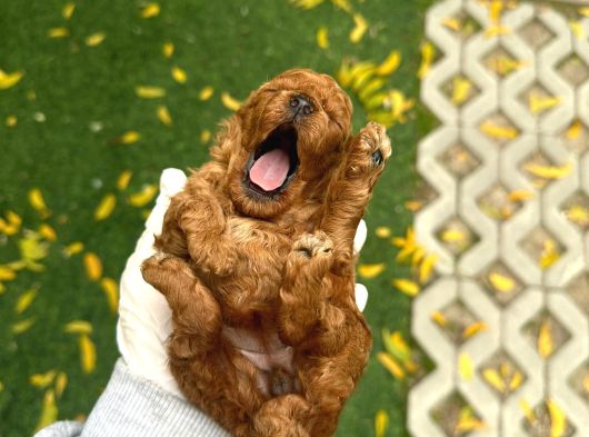 Deni̇zli̇ Merkez Tesli̇me Hazir Poodle Yavrular görsel
