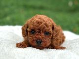 Deni̇zli̇ Merkez Tesli̇me Hazir Poodle Yavrular