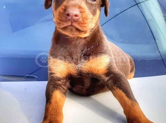 Şampiyon Soydan Doberman Yavrular görsel