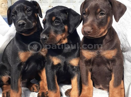 Şampiyon soydan doberman yavrular