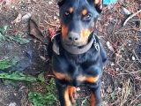 Şampiyon Soydan Doberman Yavrular
